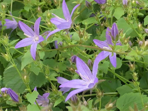 f:id:asatime:20160522170039j:image f:id:asatime:20160522170039j:image