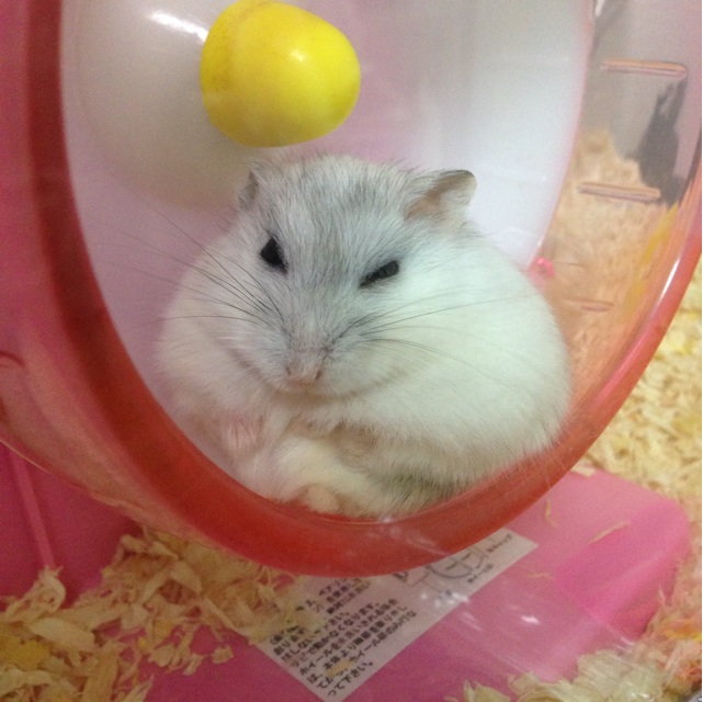 f:id:ash_moca:20140114213423j:plain f:id:ash_moca:20140114213423j:plain