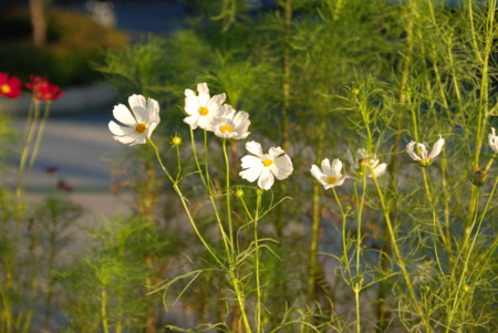 f:id:ask11:20080927173727j:image f:id:ask11:20080927173727j:image
