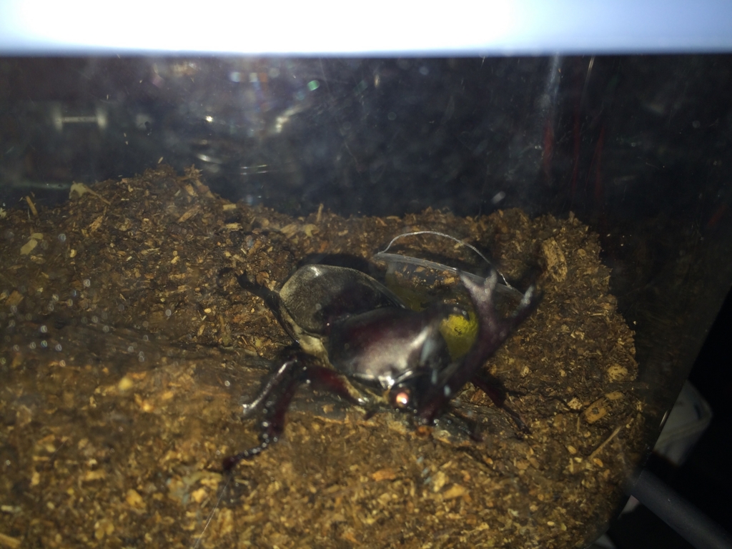 f:id:asumizu:20150809222350j:plain f:id:asumizu:20150809222350j:plain