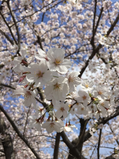 f:id:at_mamenoji:20150402005618j:plain f:id:at_mamenoji:20150402005618j:plain