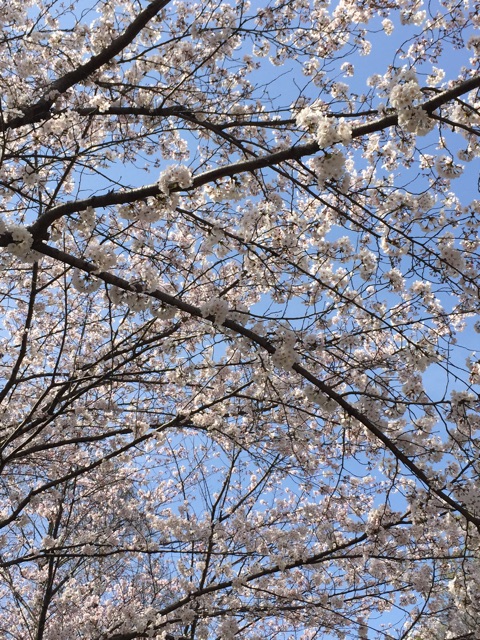 f:id:at_mamenoji:20150402005639j:plain f:id:at_mamenoji:20150402005639j:plain