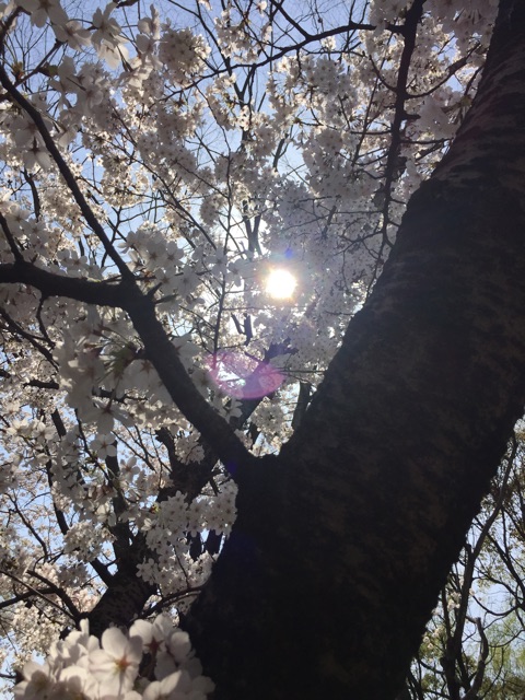 f:id:at_mamenoji:20150402005720j:plain f:id:at_mamenoji:20150402005720j:plain