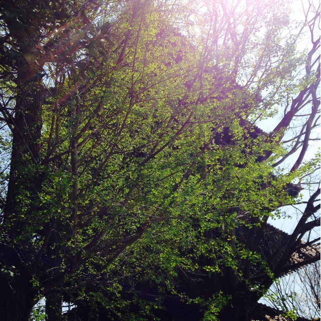 f:id:atelier-mihoppe:20140420080947j:plain f:id:atelier-mihoppe:20140420080947j:plain