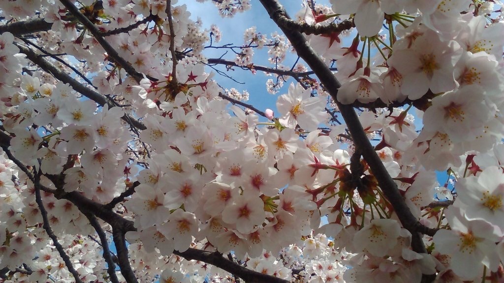 f:id:atelier-mihoppe:20160407141845j:image f:id:atelier-mihoppe:20160407141845j:image