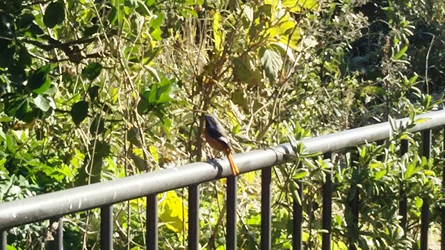 f:id:atisland:20160126195401j:image f:id:atisland:20160126195401j:image