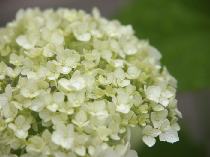 f:id:atomuran:20160607111557j:plain f:id:atomuran:20160607111557j:plain