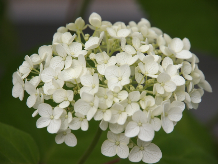 f:id:atomuran:20160609120948j:plain f:id:atomuran:20160609120948j:plain