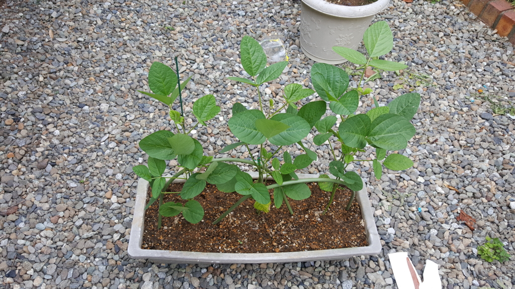 f:id:atsugiebina:20160718215511j:plain f:id:atsugiebina:20160718215511j:plain