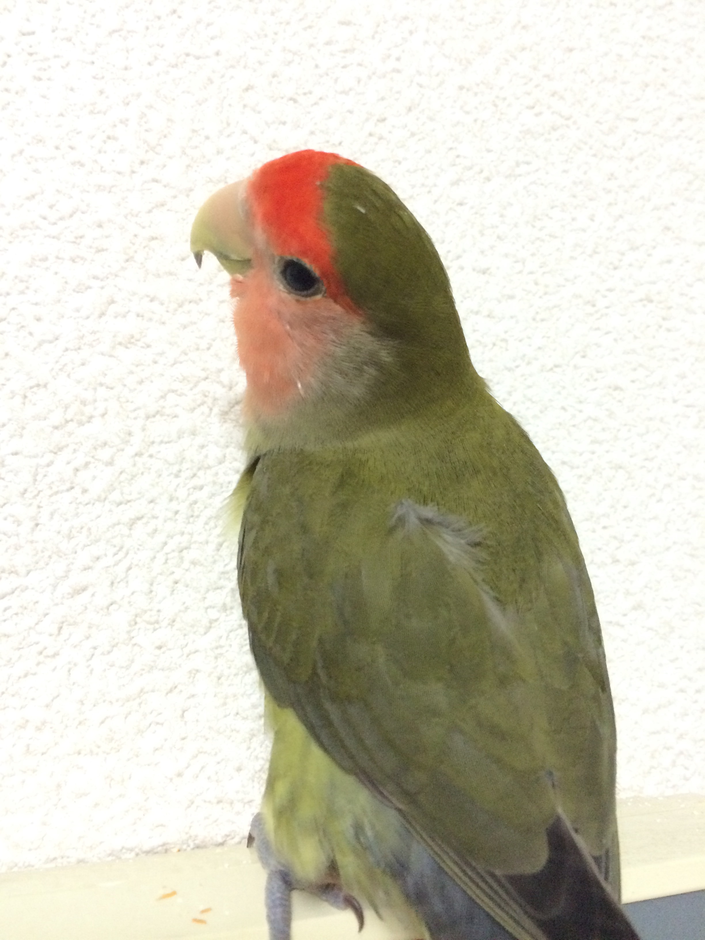 f:id:aufheben1007:20150805120952j:image f:id:aufheben1007:20150805120952j:image