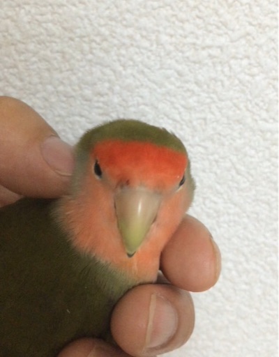 f:id:aufheben1007:20150817195309j:image f:id:aufheben1007:20150817195309j:image