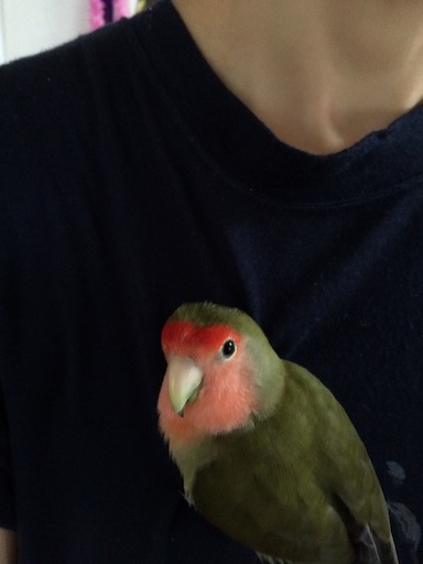 f:id:aufheben1007:20150825180522j:image f:id:aufheben1007:20150825180522j:image