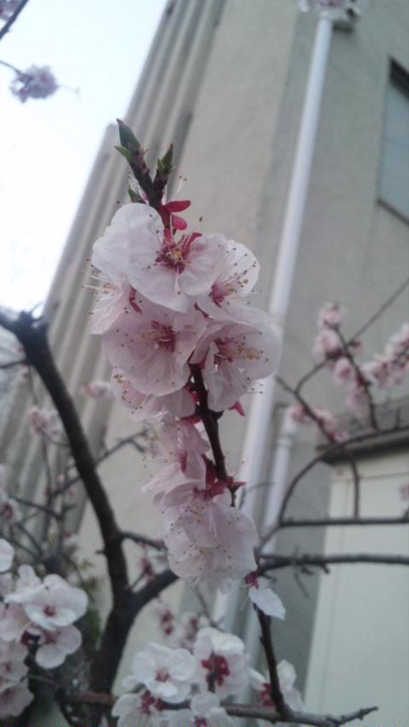 f:id:auxlegumes:20110326181835j:image:h450 f:id:auxlegumes:20110326181835j:image:h450