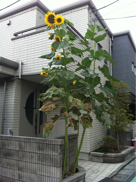 f:id:auxlegumes:20110916100805j:image:h400 f:id:auxlegumes:20110916100805j:image:h400