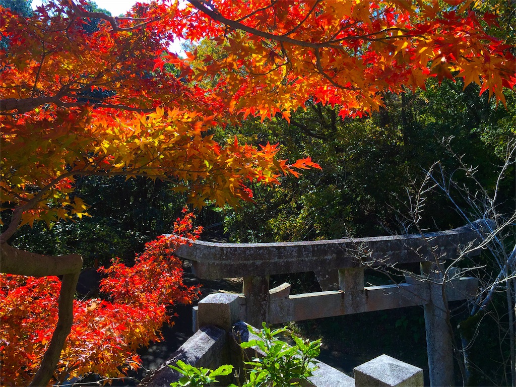 f:id:awa-otoko:20151205123332j:image f:id:awa-otoko:20151205123332j:image