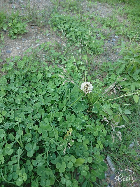 f:id:axis0v0:20160501164203j:image f:id:axis0v0:20160501164203j:image