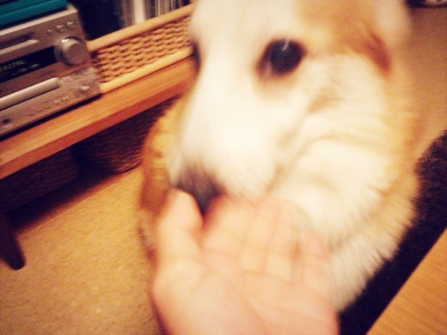 f:id:ayaka_1021:20131231212202j:plain f:id:ayaka_1021:20131231212202j:plain