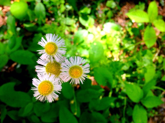 f:id:ayaka_1021:20140522144325j:plain f:id:ayaka_1021:20140522144325j:plain