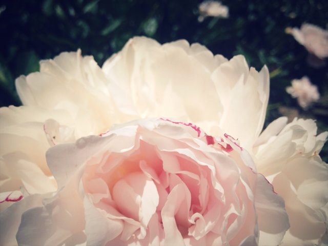 f:id:ayaka_1021:20140522144500j:plain f:id:ayaka_1021:20140522144500j:plain