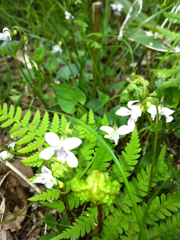 f:id:ayako-sundries:20140525131949j:plain