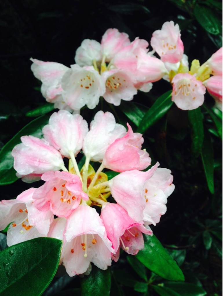 f:id:ayako-sundries:20160530134757j:image f:id:ayako-sundries:20160530134757j:image