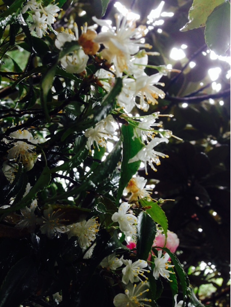 f:id:ayako-sundries:20160530134839j:image f:id:ayako-sundries:20160530134839j:image