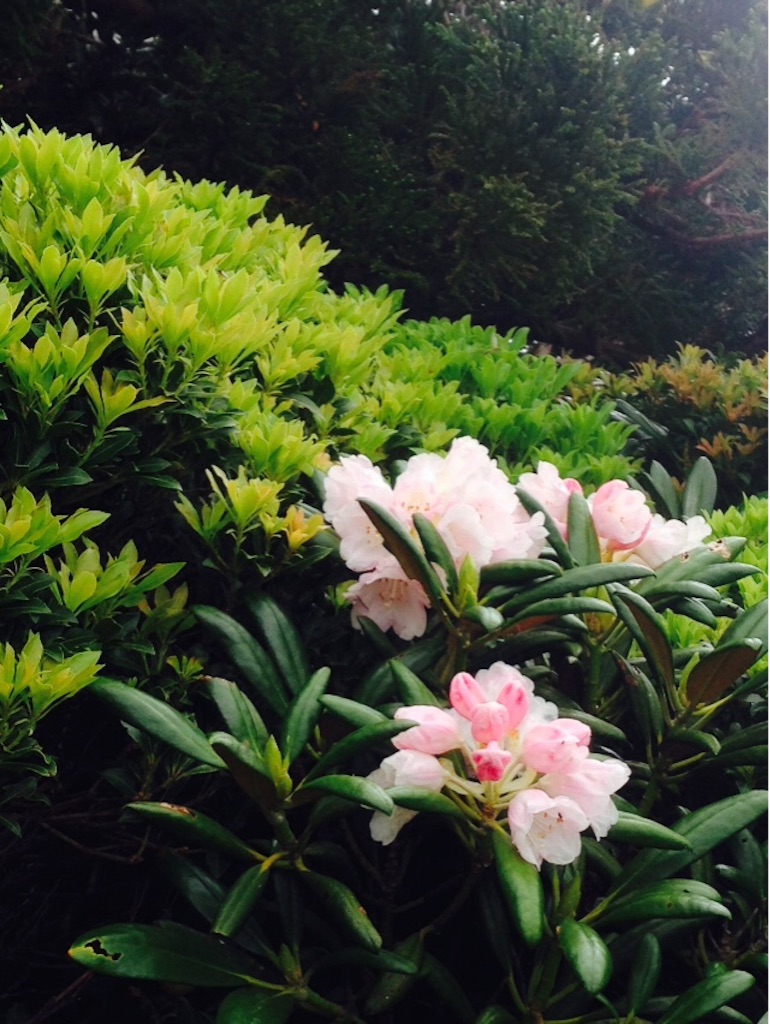 f:id:ayako-sundries:20160530134938j:image f:id:ayako-sundries:20160530134938j:image