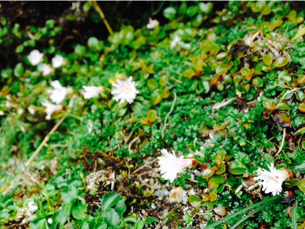 f:id:ayako-sundries:20160530135150j:image f:id:ayako-sundries:20160530135150j:image