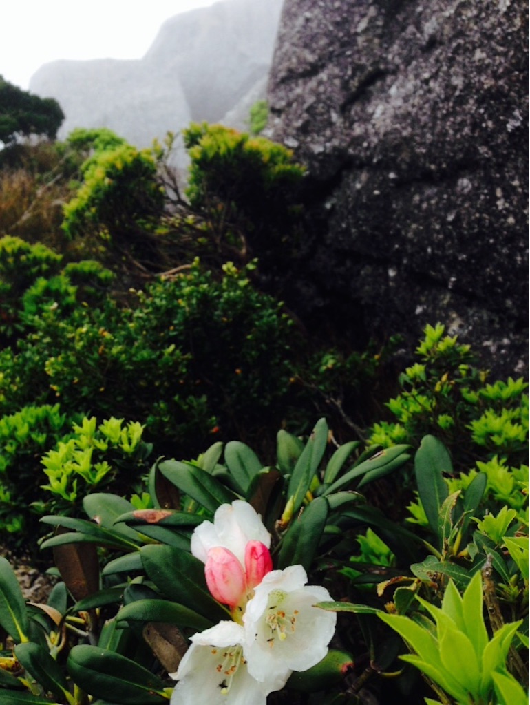 f:id:ayako-sundries:20160530135258j:image f:id:ayako-sundries:20160530135258j:image
