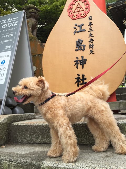 f:id:ayako312:20141005010245j:plain f:id:ayako312:20141005010245j:plain