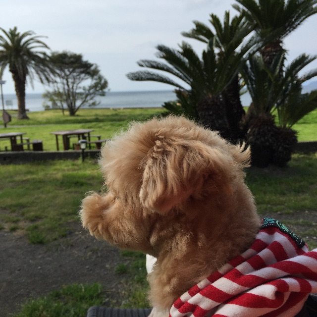 f:id:ayako312:20150426215613j:image f:id:ayako312:20150426215613j:image