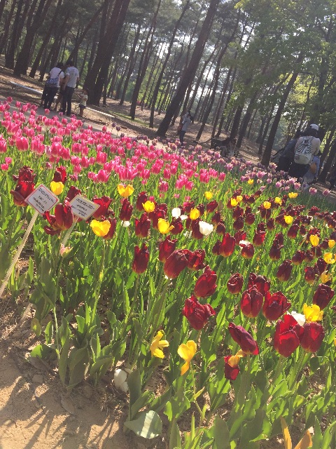 f:id:ayako312:20150502233218j:image f:id:ayako312:20150502233218j:image