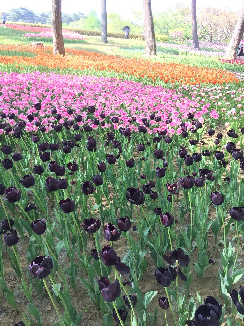 f:id:ayako312:20150502233239j:image f:id:ayako312:20150502233239j:image
