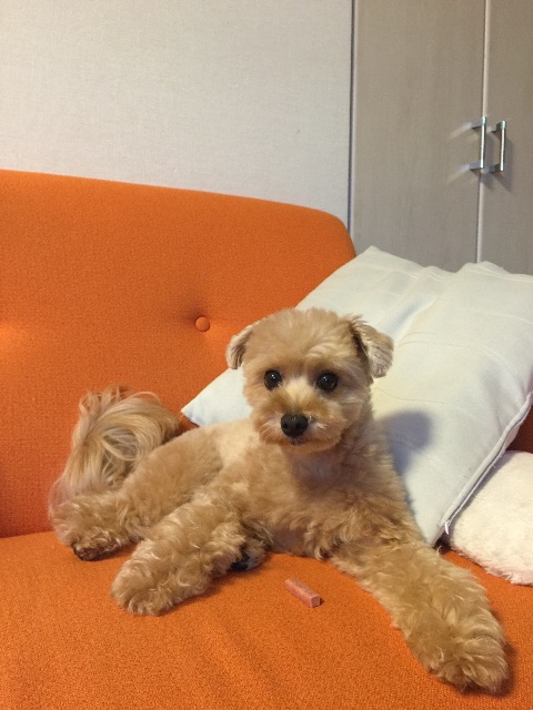 f:id:ayako312:20150708001405j:image f:id:ayako312:20150708001405j:image