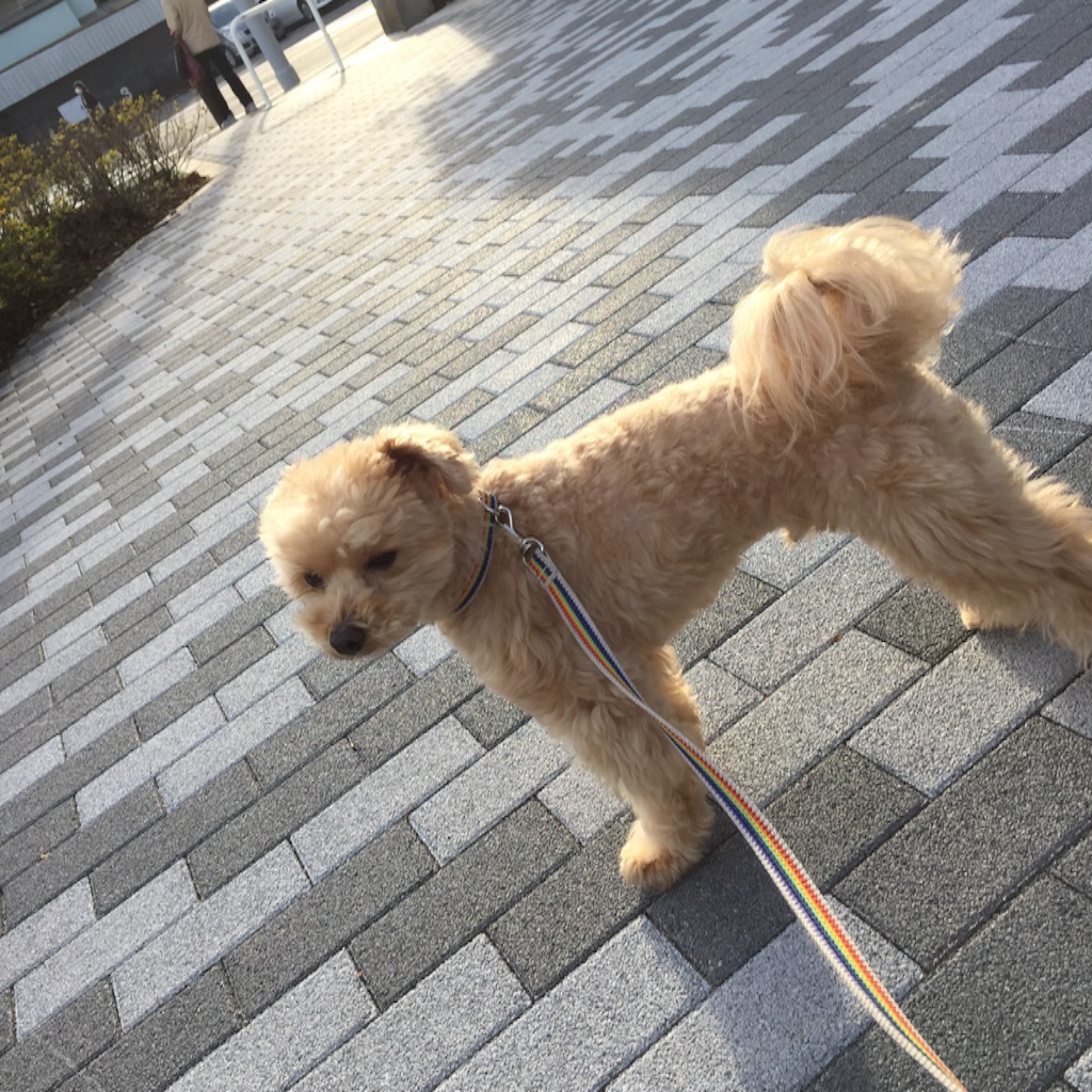 f:id:ayako312:20160214233708j:image f:id:ayako312:20160214233708j:image