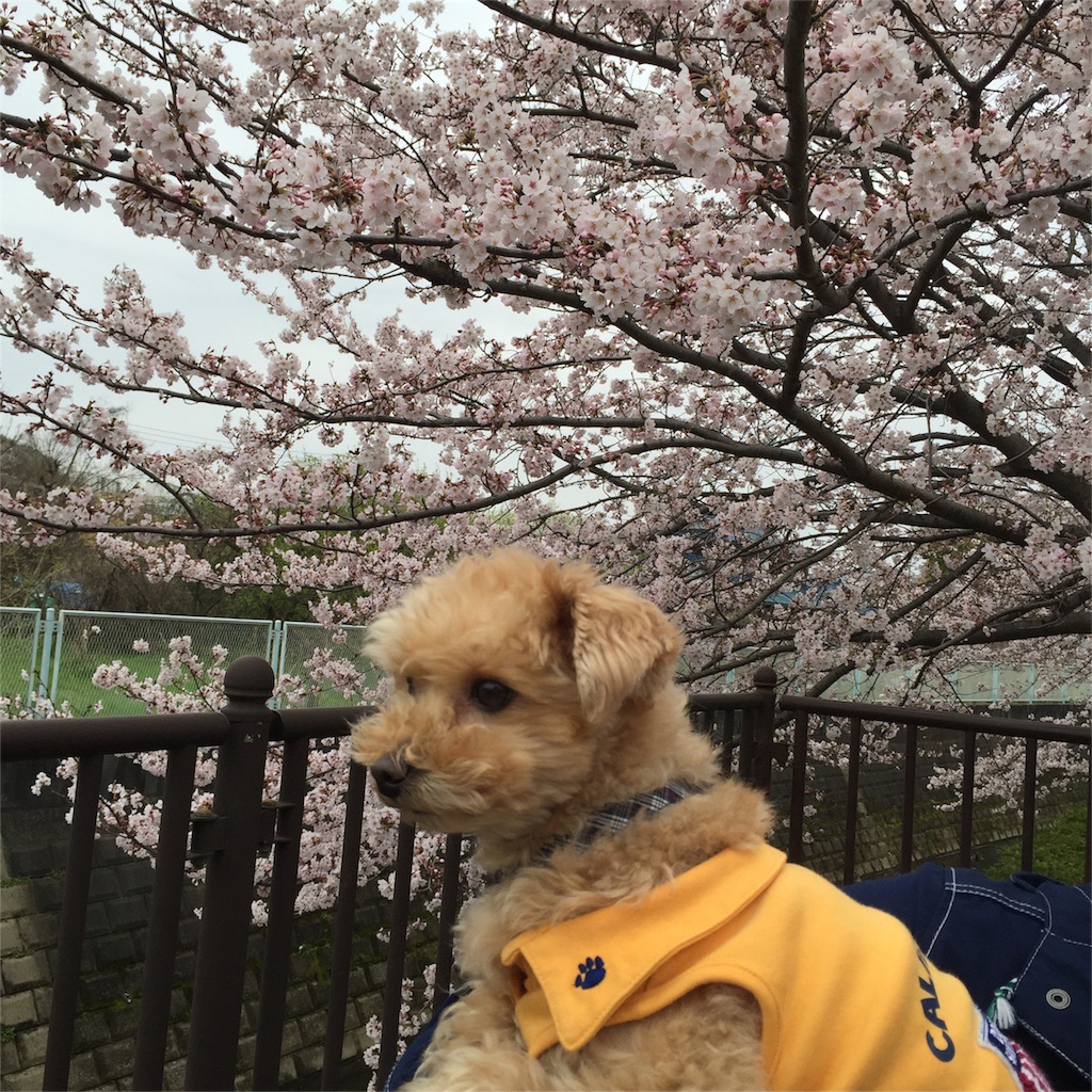 f:id:ayako312:20160402235201j:image f:id:ayako312:20160402235201j:image