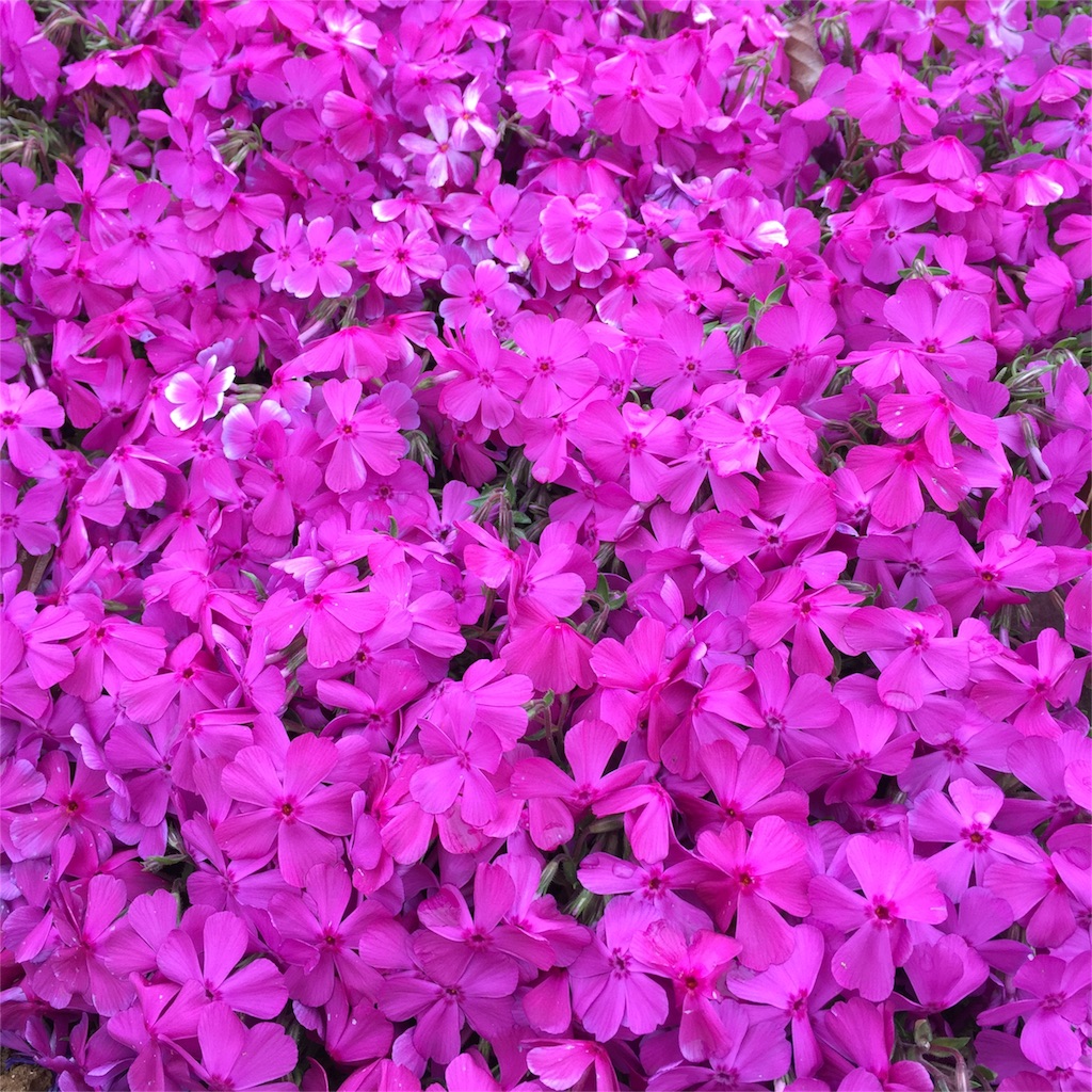 f:id:ayako312:20160402235546j:image f:id:ayako312:20160402235546j:image