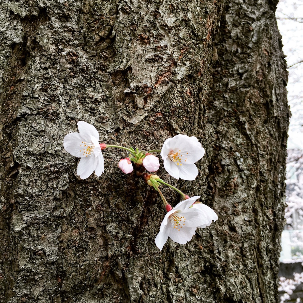 f:id:ayako312:20160403234939j:image f:id:ayako312:20160403234939j:image