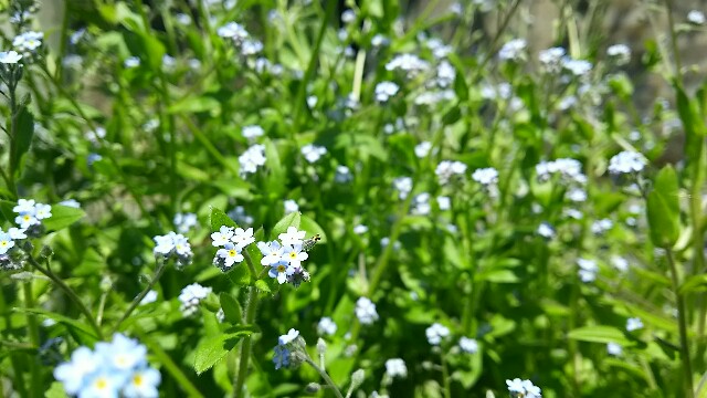 f:id:ayakodano:20160513215030j:image f:id:ayakodano:20160513215030j:image