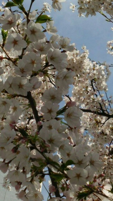 f:id:ayauchida:20160302233547j:image f:id:ayauchida:20160302233547j:image