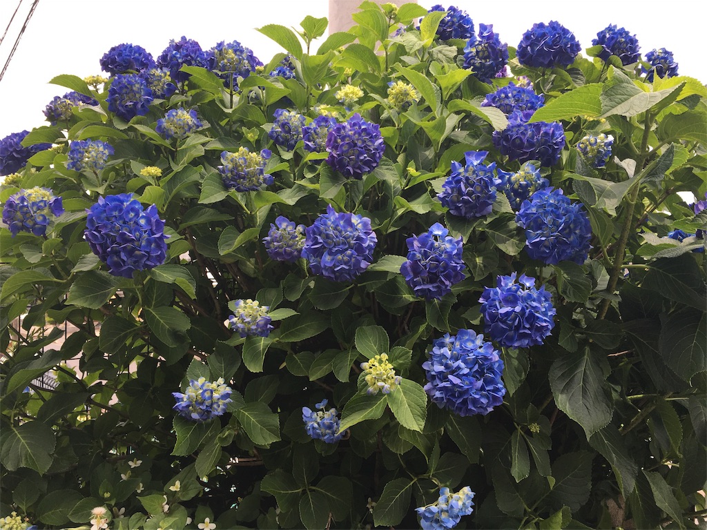 f:id:azisabateishooku:20160601232409j:image f:id:azisabateishooku:20160601232409j:image