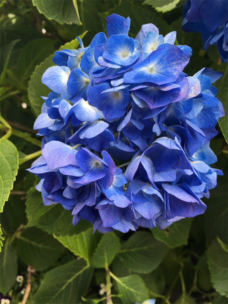 f:id:azisabateishooku:20160601232435j:image f:id:azisabateishooku:20160601232435j:image
