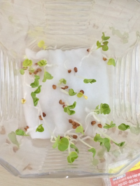 f:id:azuki_mihomiho:20150608091637j:image f:id:azuki_mihomiho:20150608091637j:image