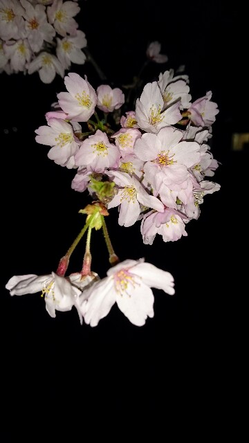 f:id:azukichang:20160411213318j:image f:id:azukichang:20160411213318j:image