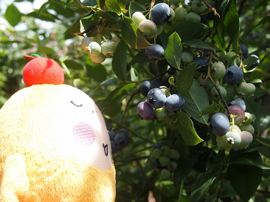 f:id:azusaya:20150727193256j:plain f:id:azusaya:20150727193256j:plain