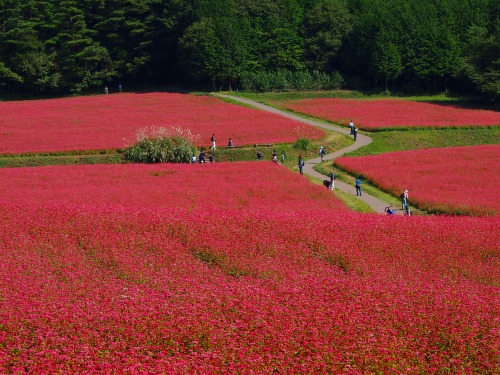 f:id:azusaya:20150910223704j:plain f:id:azusaya:20150910223704j:plain