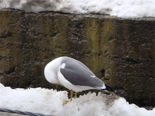 f:id:azusaya:20151019154941p:plain f:id:azusaya:20151019154941p:plain