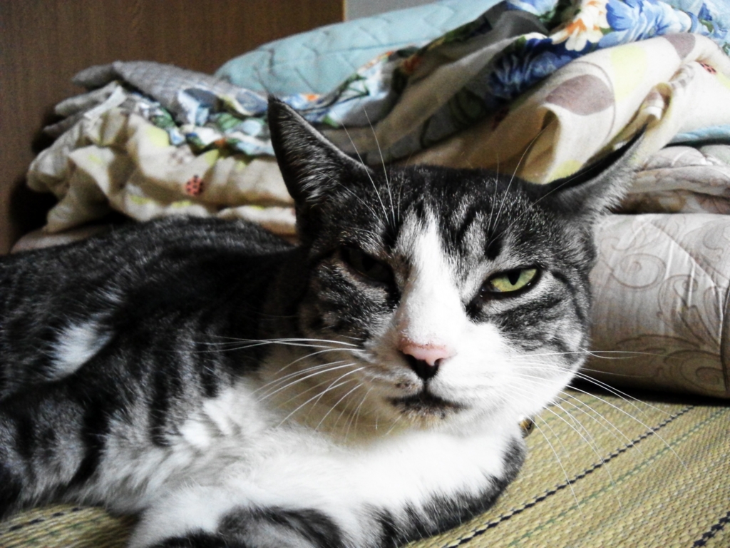 f:id:azusaya:20151024103247j:plain