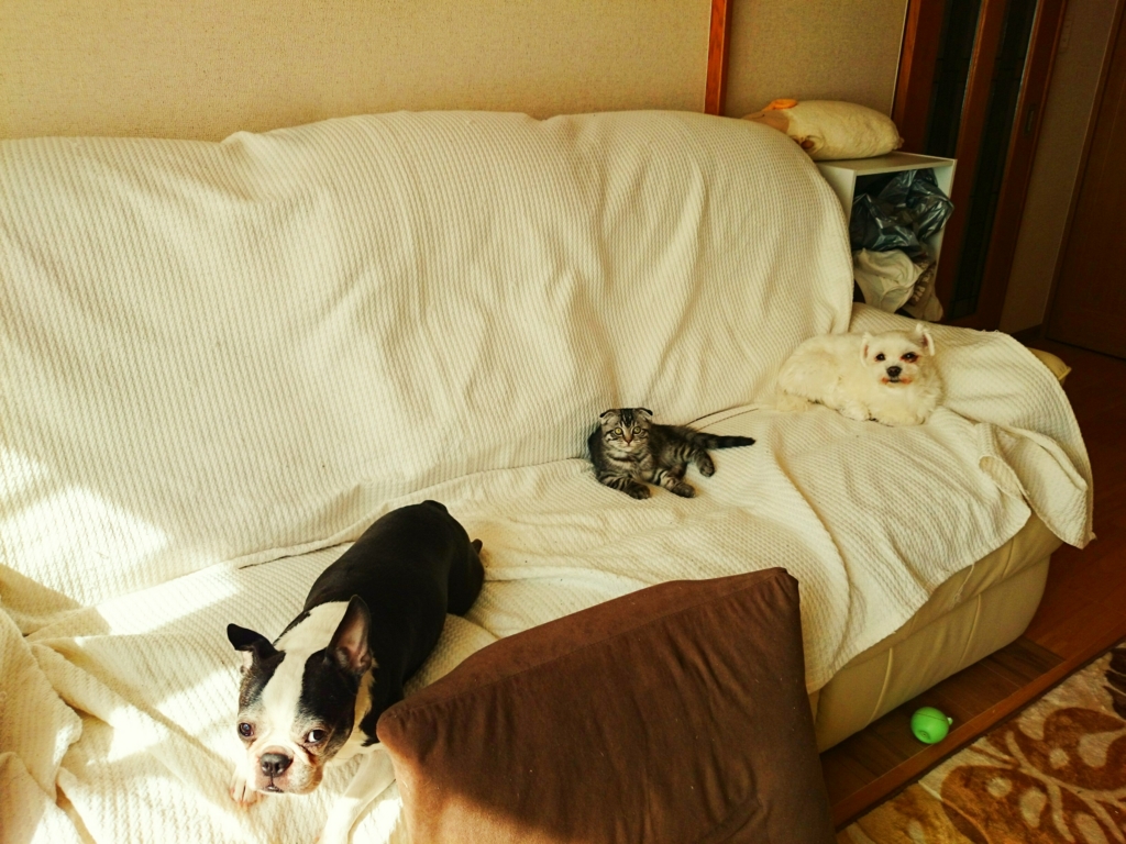 f:id:azuuun:20150901121747j:plain f:id:azuuun:20150901121747j:plain