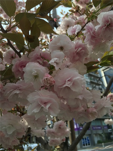 f:id:ba-shi:20160418003916j:image f:id:ba-shi:20160418003916j:image